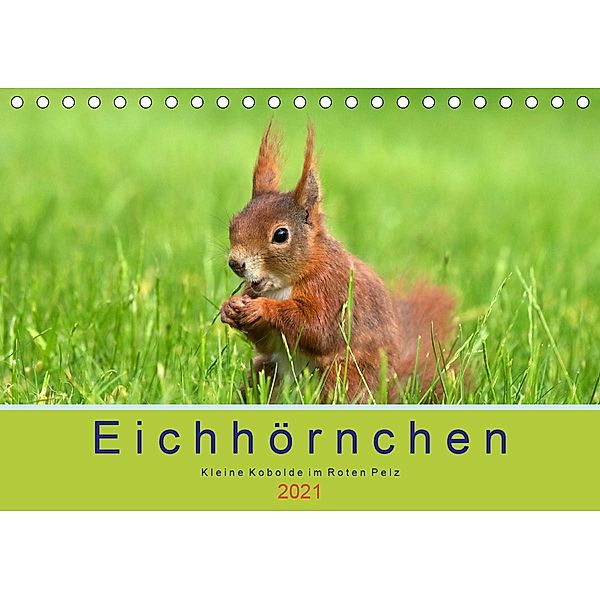 Eichhörnchen - Kleine Kobolde im Roten Pelz (Tischkalender 2021 DIN A5 quer), Margret Brackhan