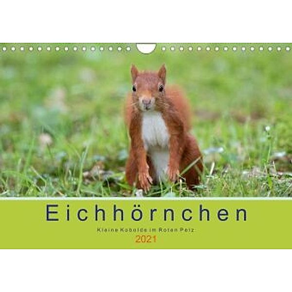 Eichhörnchen - Kleine Kobolde im Roten Pelz (Wandkalender 2021 DIN A4 quer), Margret Brackhan