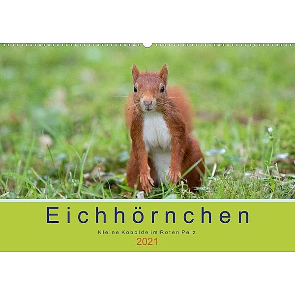 Eichhörnchen - Kleine Kobolde im Roten Pelz (Wandkalender 2021 DIN A2 quer), Margret Brackhan