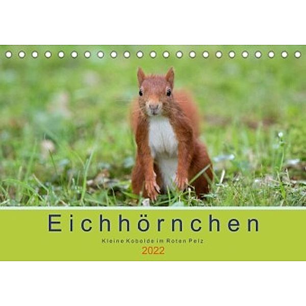 Eichhörnchen - Kleine Kobolde im Roten Pelz (Tischkalender 2022 DIN A5 quer), Margret Brackhan