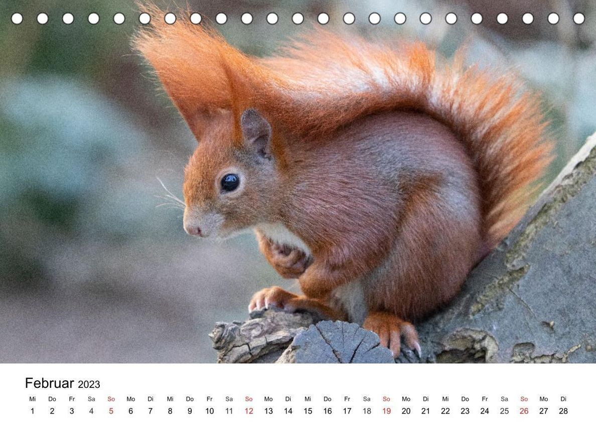Eichhörnchen - Kleine Kobolde im Roten Pelz Tischkalender 2023 DIN A5 quer  - Kalender bestellen