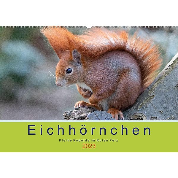Eichhörnchen - Kleine Kobolde im Roten Pelz (Wandkalender 2023 DIN A2 quer), Margret Brackhan
