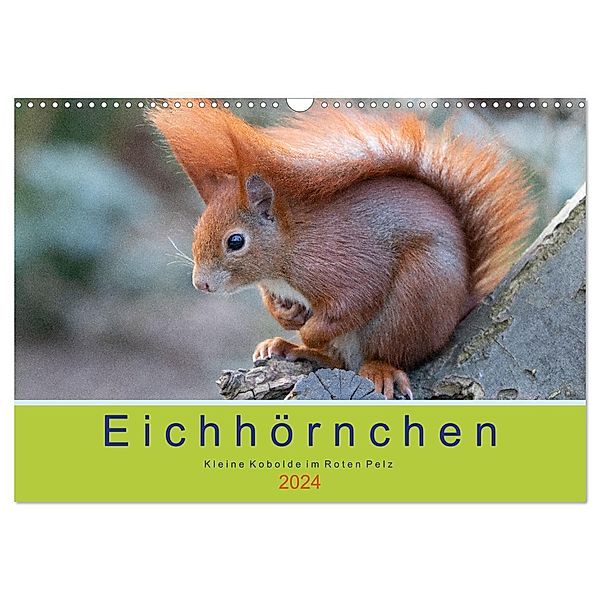 Eichhörnchen - Kleine Kobolde im Roten Pelz (Wandkalender 2024 DIN A3 quer), CALVENDO Monatskalender, Margret Brackhan