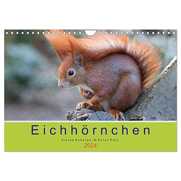 Eichhörnchen - Kleine Kobolde im Roten Pelz (Wandkalender 2024 DIN A4 quer), CALVENDO Monatskalender, Margret Brackhan