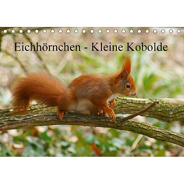 Eichhörnchen - Kleine Kobolde (Tischkalender 2018 DIN A5 quer), Kattobello