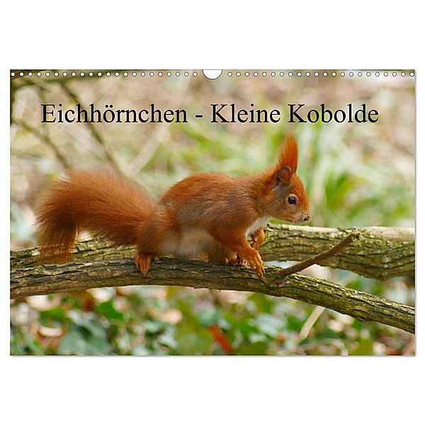 Eichhörnchen - Kleine Kobolde (Wandkalender 2024 DIN A3 quer), CALVENDO Monatskalender, Kattobello