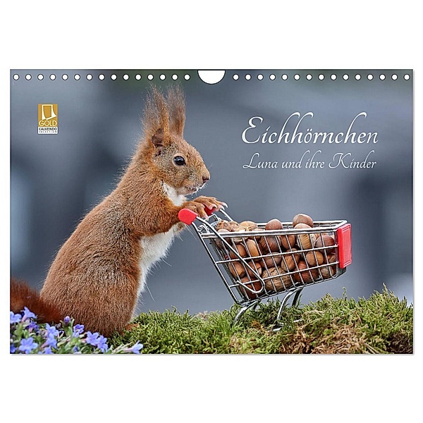 Eichhörnchen Luna und ihre Kinder (Wandkalender 2024 DIN A4 quer), CALVENDO Monatskalender, Tine Meier