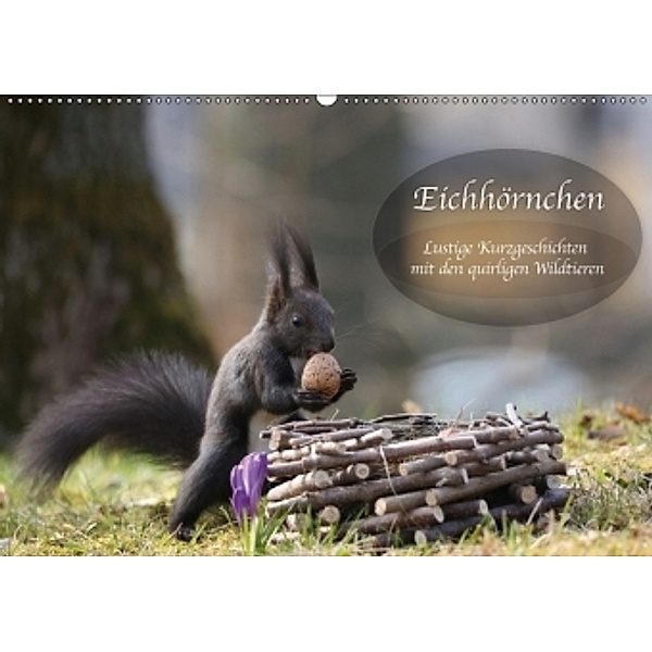 Eichhörnchen - Lustige Kurzgeschichten mit den quirligen Wildtieren (Wandkalender 2017 DIN A2 quer), Birgit Cerny