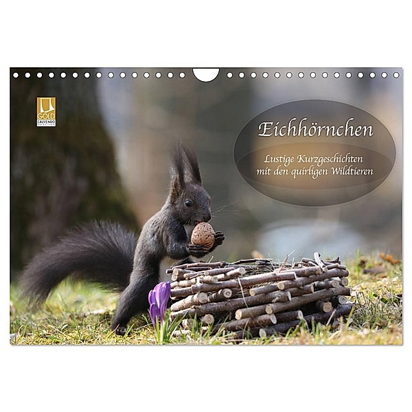 Eichhörnchen - Lustige Kurzgeschichten mit den quirligen Wildtieren (Wandkalender 2024 DIN A4 quer), CALVENDO Monatskalender, Birgit Cerny