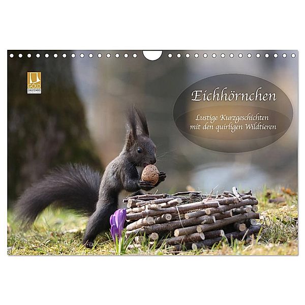 Eichhörnchen - Lustige Kurzgeschichten mit den quirligen Wildtieren (Wandkalender 2024 DIN A4 quer), CALVENDO Monatskalender, Birgit Cerny