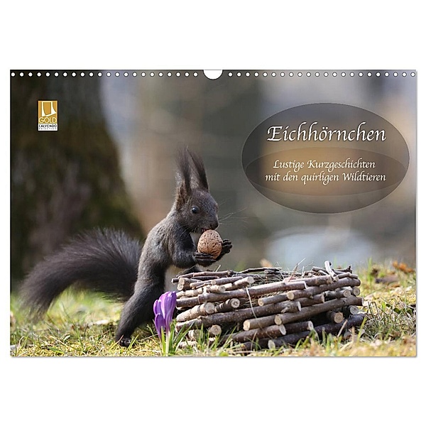Eichhörnchen - Lustige Kurzgeschichten mit den quirligen Wildtieren (Wandkalender 2024 DIN A3 quer), CALVENDO Monatskalender, Birgit Cerny