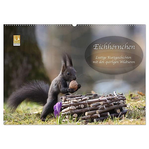Eichhörnchen - Lustige Kurzgeschichten mit den quirligen Wildtieren (Wandkalender 2024 DIN A2 quer), CALVENDO Monatskalender, Birgit Cerny