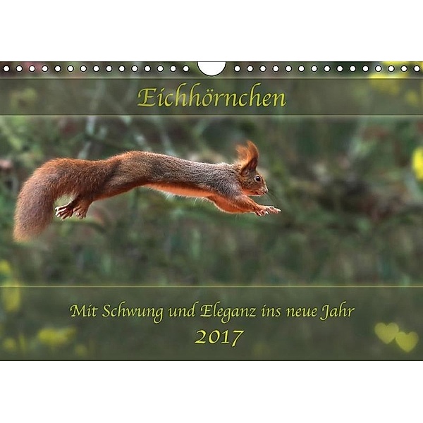 Eichhörnchen - mit Schwung und Eleganz ins neue Jahr 2017 (Wandkalender 2017 DIN A4 quer), Birgit Cerny