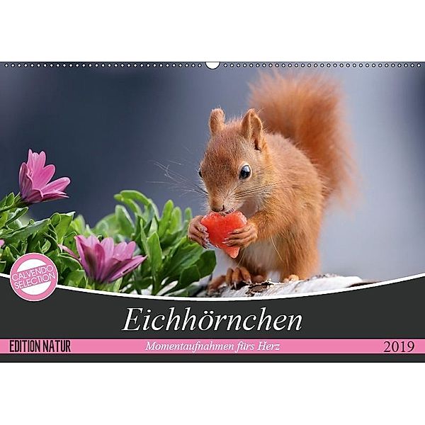 Eichhörnchen Momentaufnahmen fürs Herz (Wandkalender 2019 DIN A2 quer), Tine Meier