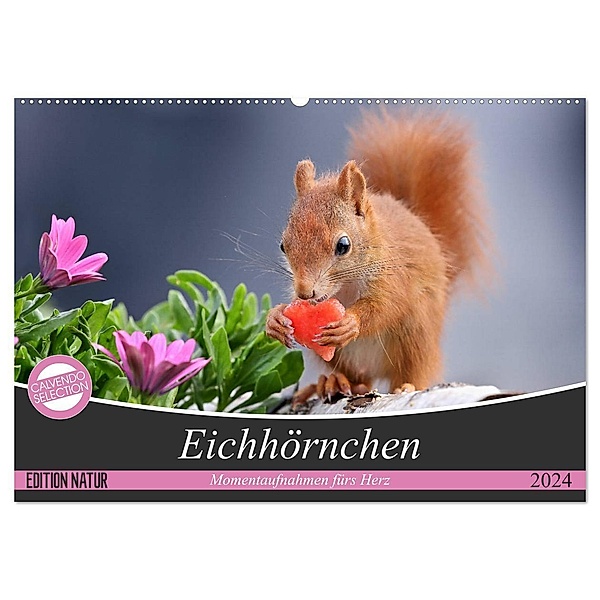 Eichhörnchen Momentaufnahmen fürs Herz (Wandkalender 2024 DIN A2 quer), CALVENDO Monatskalender, Tine Meier