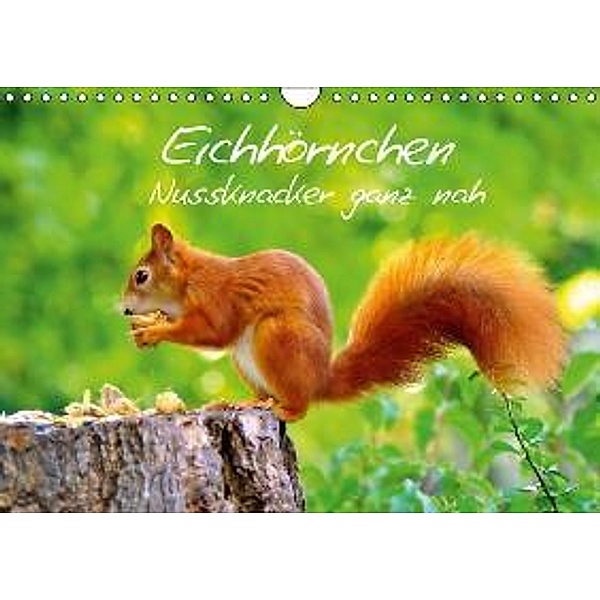 Eichhörnchen-Nussknacker ganz nah (Wandkalender 2016 DIN A4 quer), Ivan Jazbinszky