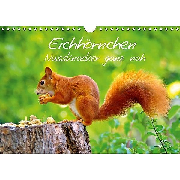 Eichhörnchen-Nussknacker ganz nah (Wandkalender 2017 DIN A4 quer), Ivan Jazbinszky
