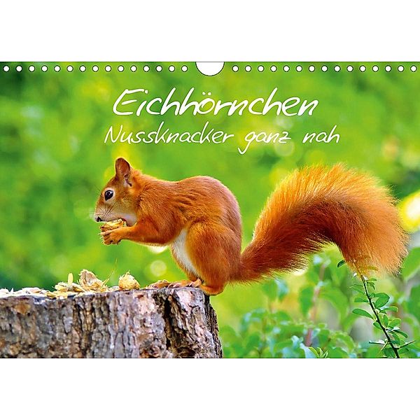 Eichhörnchen-Nussknacker ganz nah (Wandkalender 2020 DIN A4 quer), Ivan Jazbinszky