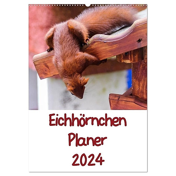 Eichhörnchen Planer 2024 (Wandkalender 2024 DIN A2 hoch), CALVENDO Monatskalender, Carsten Jäger