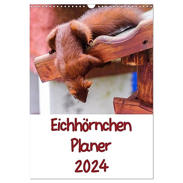 Eichhörnchen Planer 2024 (Wandkalender 2024 DIN A3 hoch), CALVENDO Monatskalender, Carsten Jäger