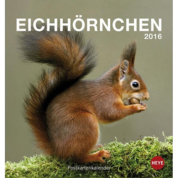 Eichhörnchen Postkartenkalender 2016