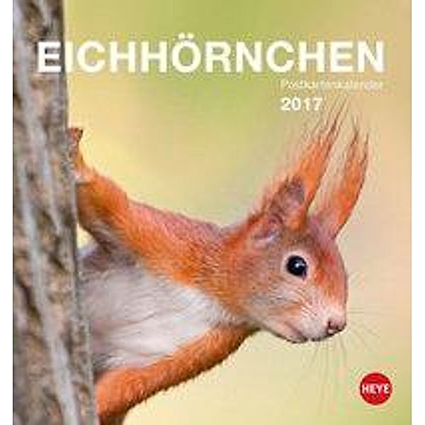 Eichhörnchen Postkartenkalender 2017