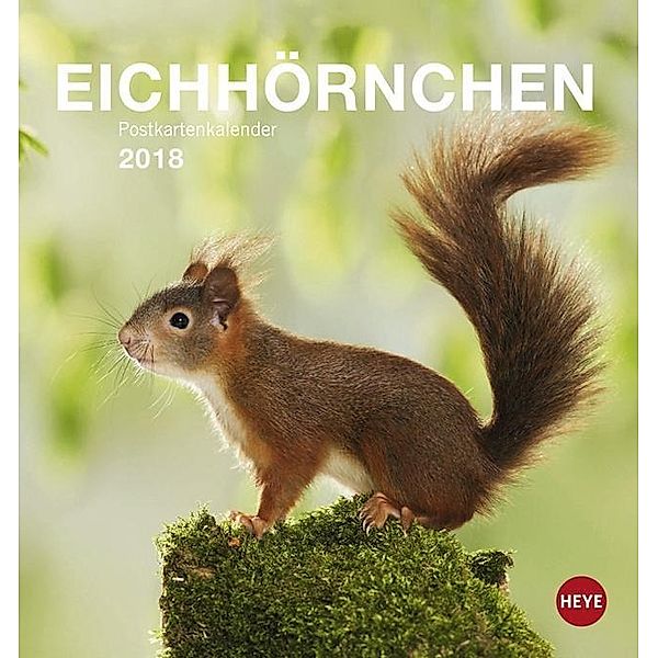 Eichhörnchen Postkartenkalender 2018