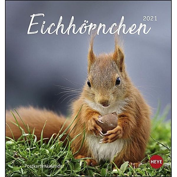 Eichhörnchen Postkartenkalender 2021