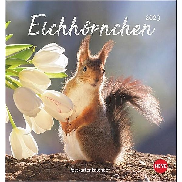 Eichhörnchen Postkartenkalender 2023. Dekorativer Monats-Tischkalender zum Aufstellen. Fotokalender voll niedlicher Eich