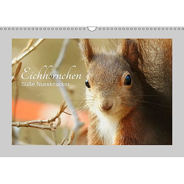 Eichhörnchen - Süsse Nussknacker (Wandkalender 2019 DIN A3 quer)