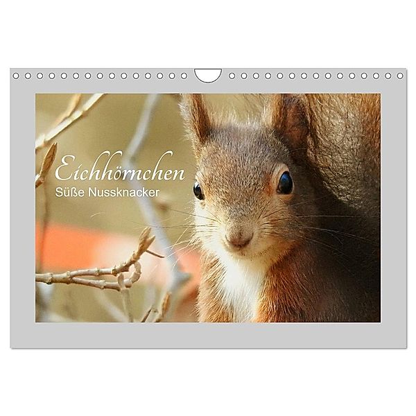 Eichhörnchen - Süße Nussknacker (Wandkalender 2024 DIN A4 quer), CALVENDO Monatskalender, Fofino