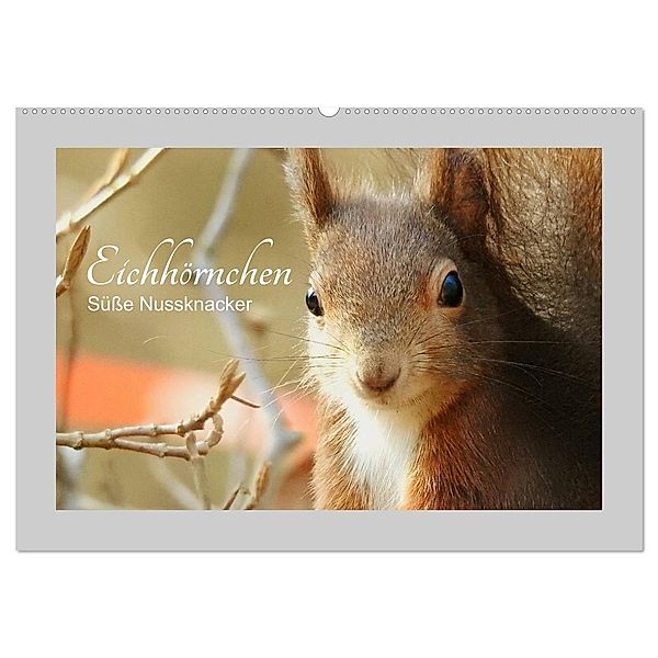 Eichhörnchen - Süsse Nussknacker (Wandkalender 2024 DIN A2 quer), CALVENDO Monatskalender, Fofino