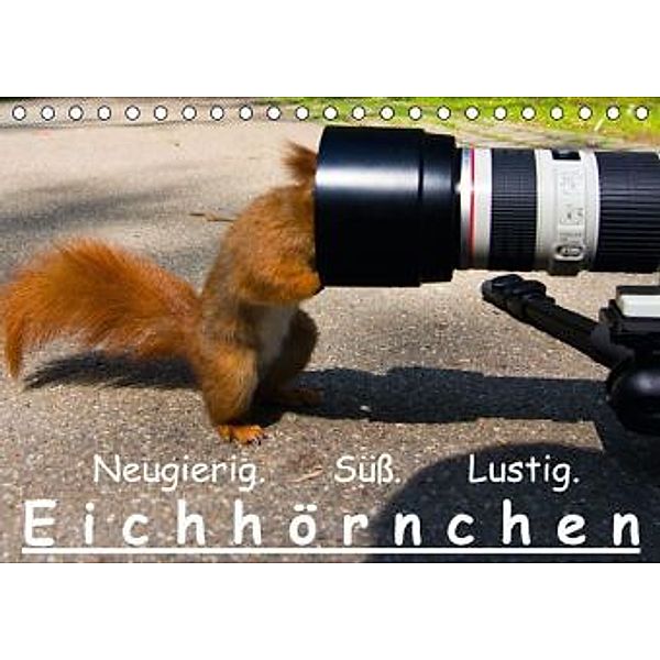 Eichhörnchen (Tischkalender 2016 DIN A5 quer), Ralph Reichert
