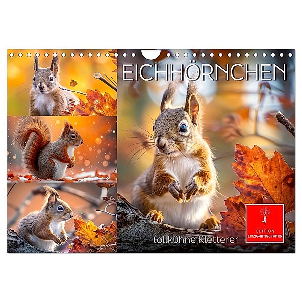 Eichhörnchen - tollkühne Kletterer (Wandkalender 2025 DIN A4 quer), CALVENDO Monatskalender, Calvendo, Peter Roder