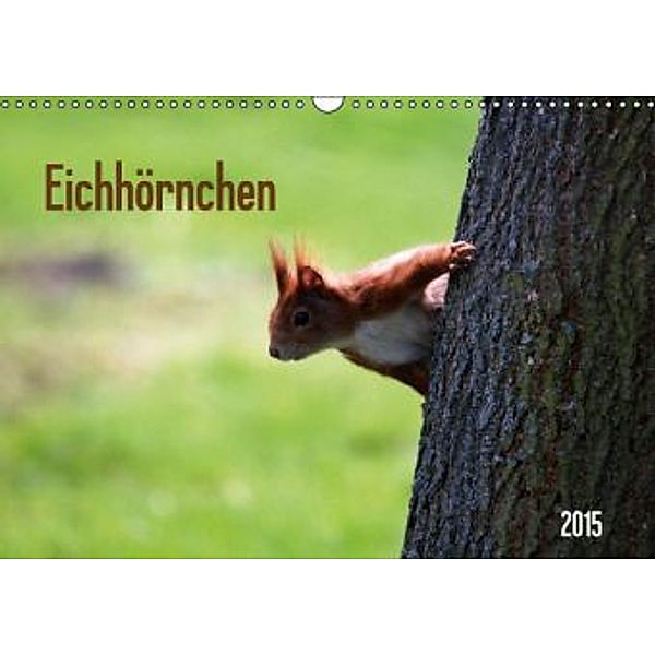 Eichhörnchen (Wandkalender 2015 DIN A3 quer), SchnelleWelten