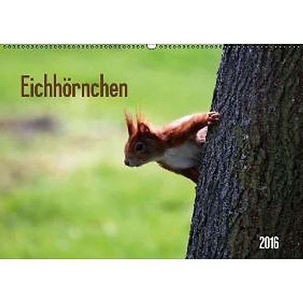 Eichhörnchen (Wandkalender 2016 DIN A2 quer), SchnelleWelten