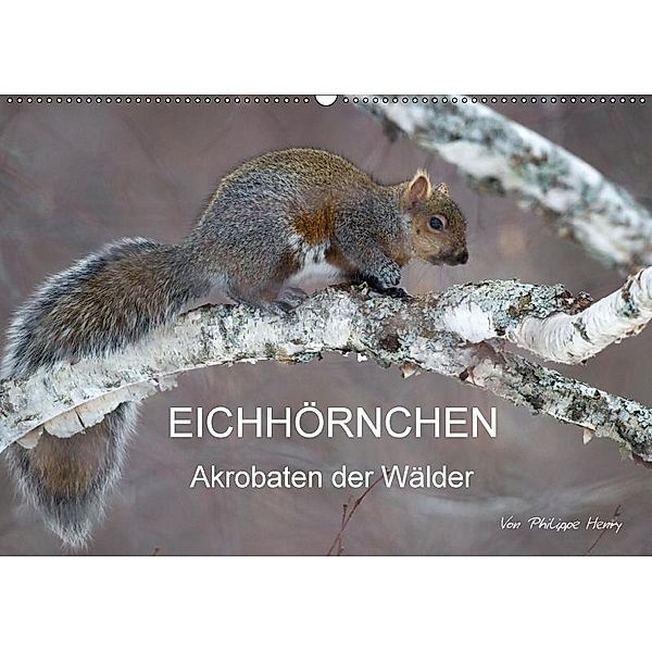 EICHHÖRNCHEN (Wandkalender 2017 DIN A2 quer), Philippe Henry