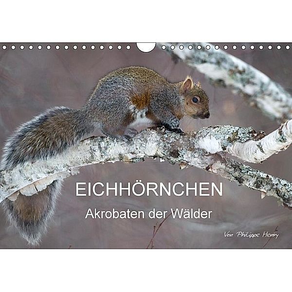 EICHHÖRNCHEN (Wandkalender 2017 DIN A4 quer), Philippe Henry