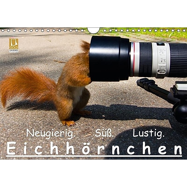 Eichhörnchen (Wandkalender 2017 DIN A4 quer), Ralph Reichert
