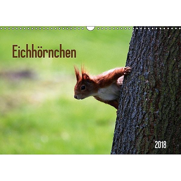 Eichhörnchen (Wandkalender 2018 DIN A3 quer), SchnelleWelten