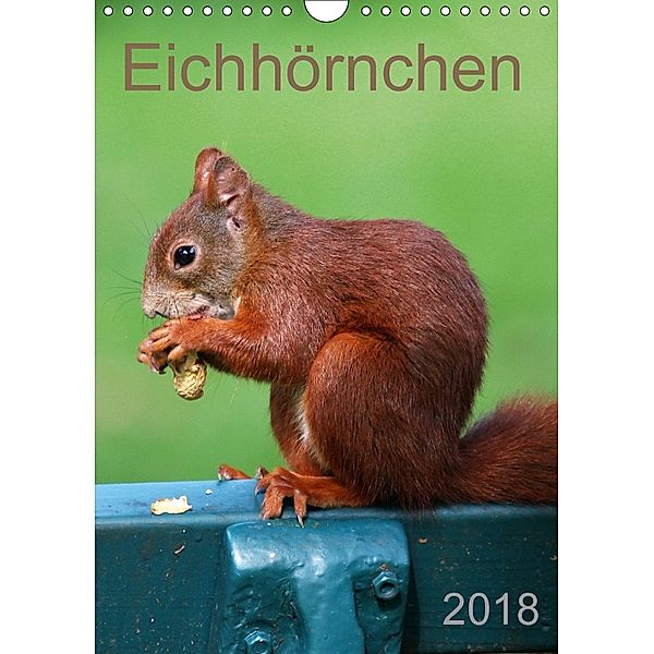 Eichhörnchen (Wandkalender 2018 DIN A4 hoch), SchnelleWelten