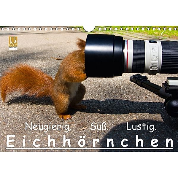 Eichhörnchen (Wandkalender 2018 DIN A4 quer), Ralph Reichert