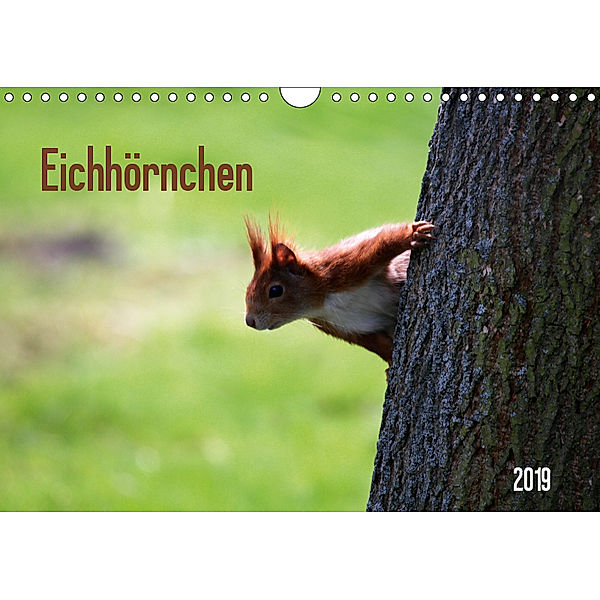 Eichhörnchen (Wandkalender 2019 DIN A4 quer), SchnelleWelten