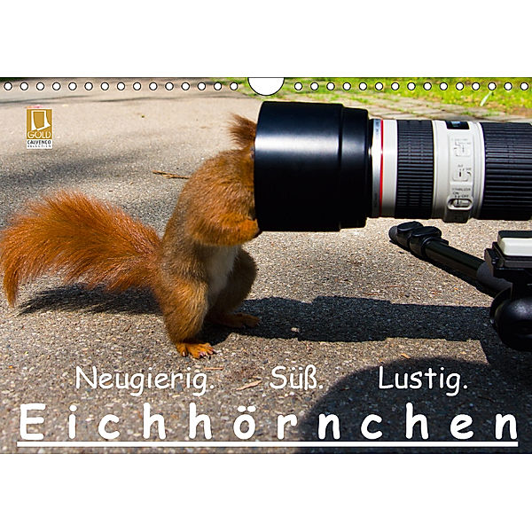 Eichhörnchen (Wandkalender 2019 DIN A4 quer), Ralph Reichert