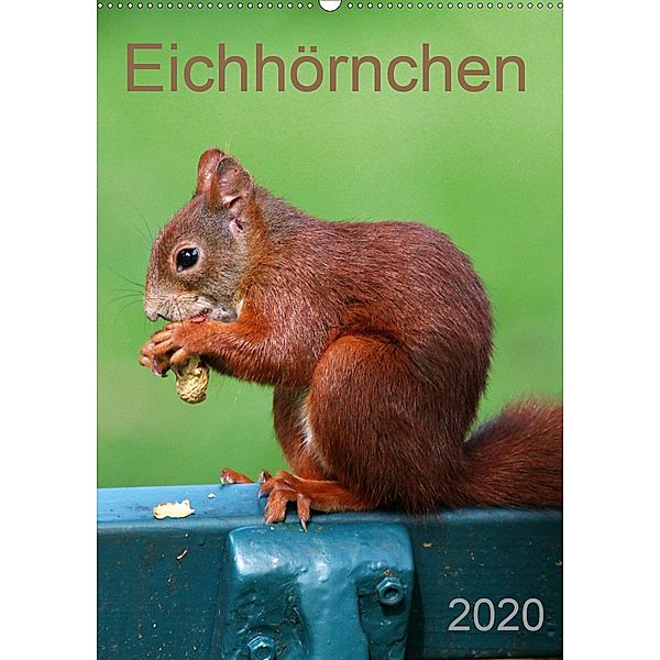 Eichhörnchen (Wandkalender 2020 DIN A2 hoch)