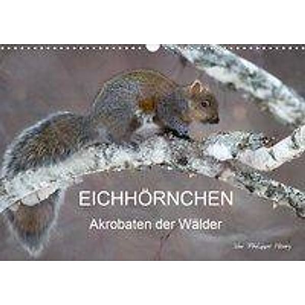 EICHHÖRNCHEN (Wandkalender 2020 DIN A3 quer), Philippe Henry