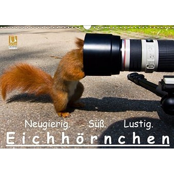 Eichhörnchen (Wandkalender 2020 DIN A3 quer), Ralph Reichert