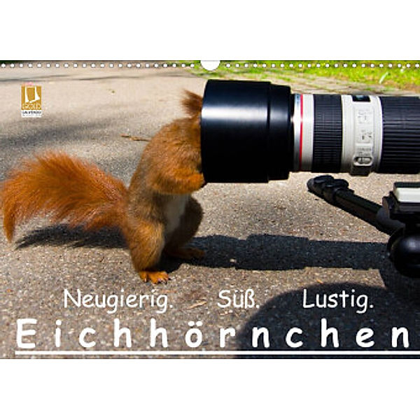 Eichhörnchen (Wandkalender 2022 DIN A3 quer), Ralph Reichert
