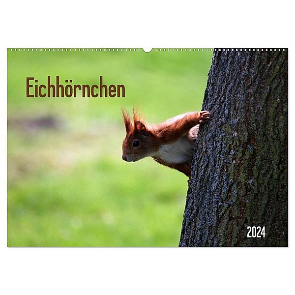 Eichhörnchen (Wandkalender 2024 DIN A2 quer), CALVENDO Monatskalender, Schnellewelten