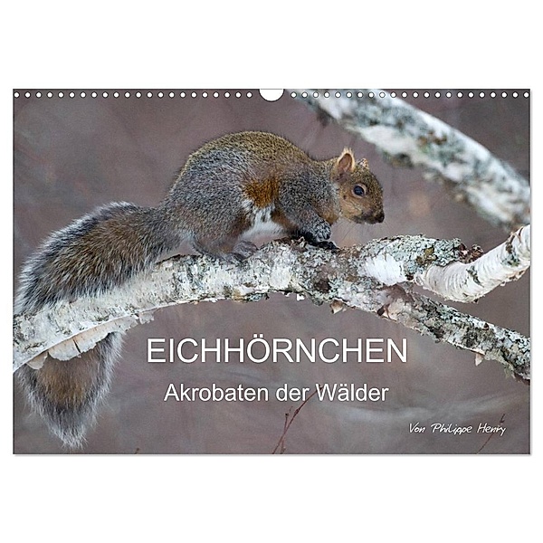 EICHHÖRNCHEN (Wandkalender 2024 DIN A3 quer), CALVENDO Monatskalender, Philippe Henry